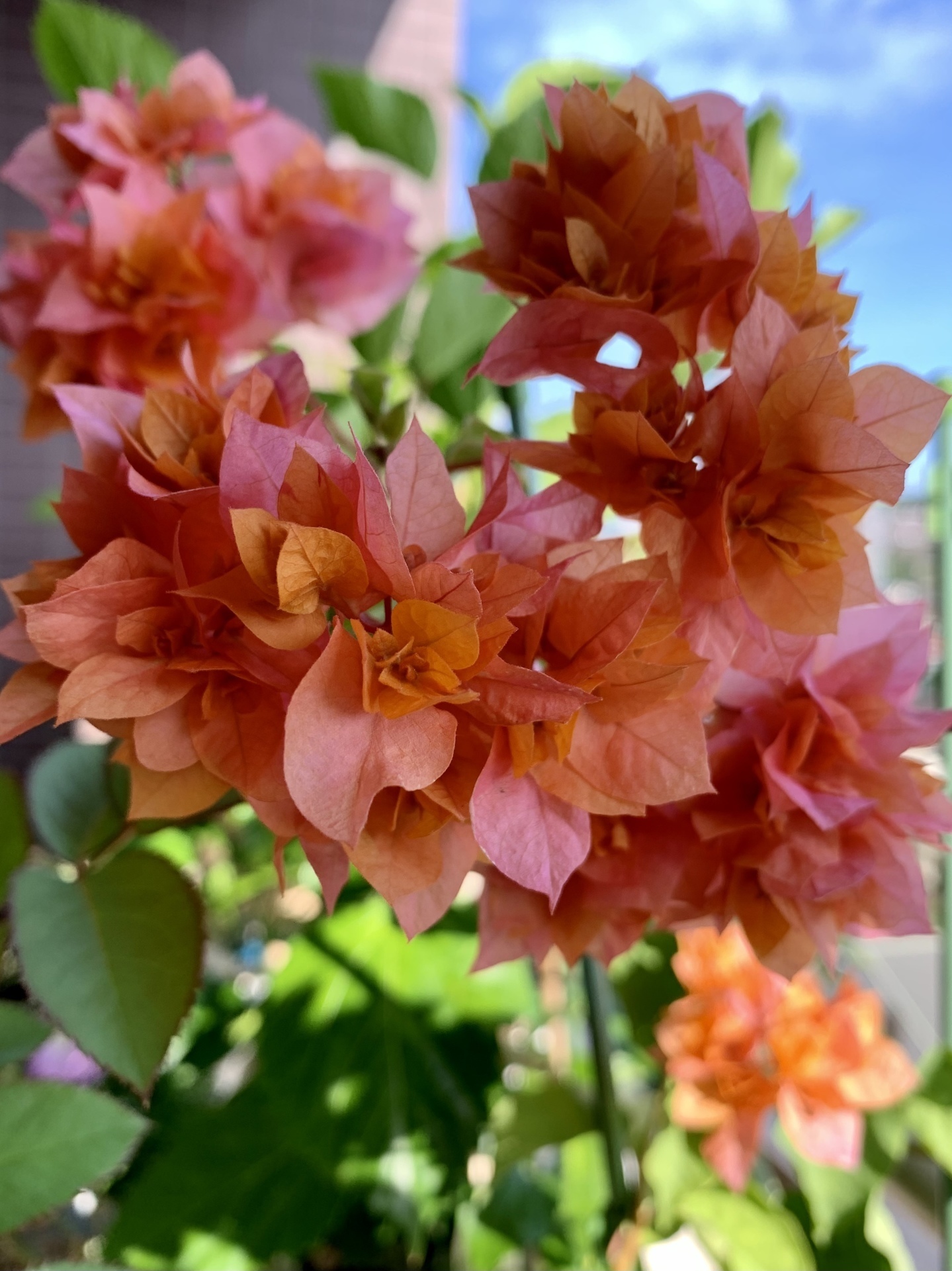 ウチのベランダがお花畑〜ブーゲンビリア〜: トパーズの宝箱〜花と王子様〜